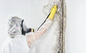 Environmental Consulting for Mold Prevention in Blackwell, OK